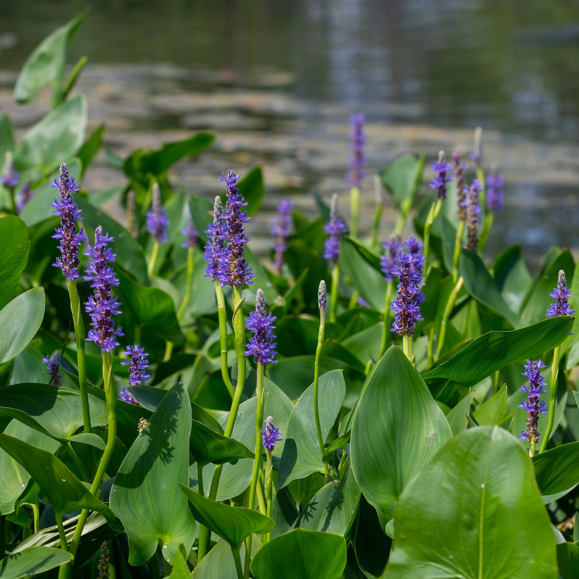 Pontédérie à feuilles en coeur - Bakker