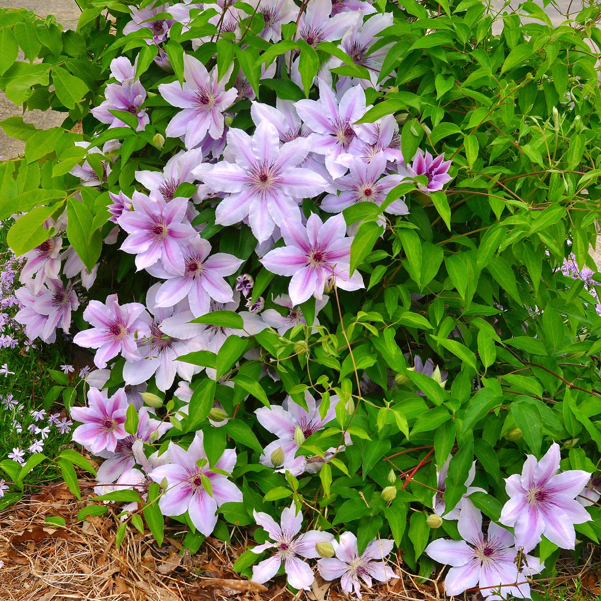 Clématite - Clématite 'Nelly Moser' - Clematis 'nelly moser'