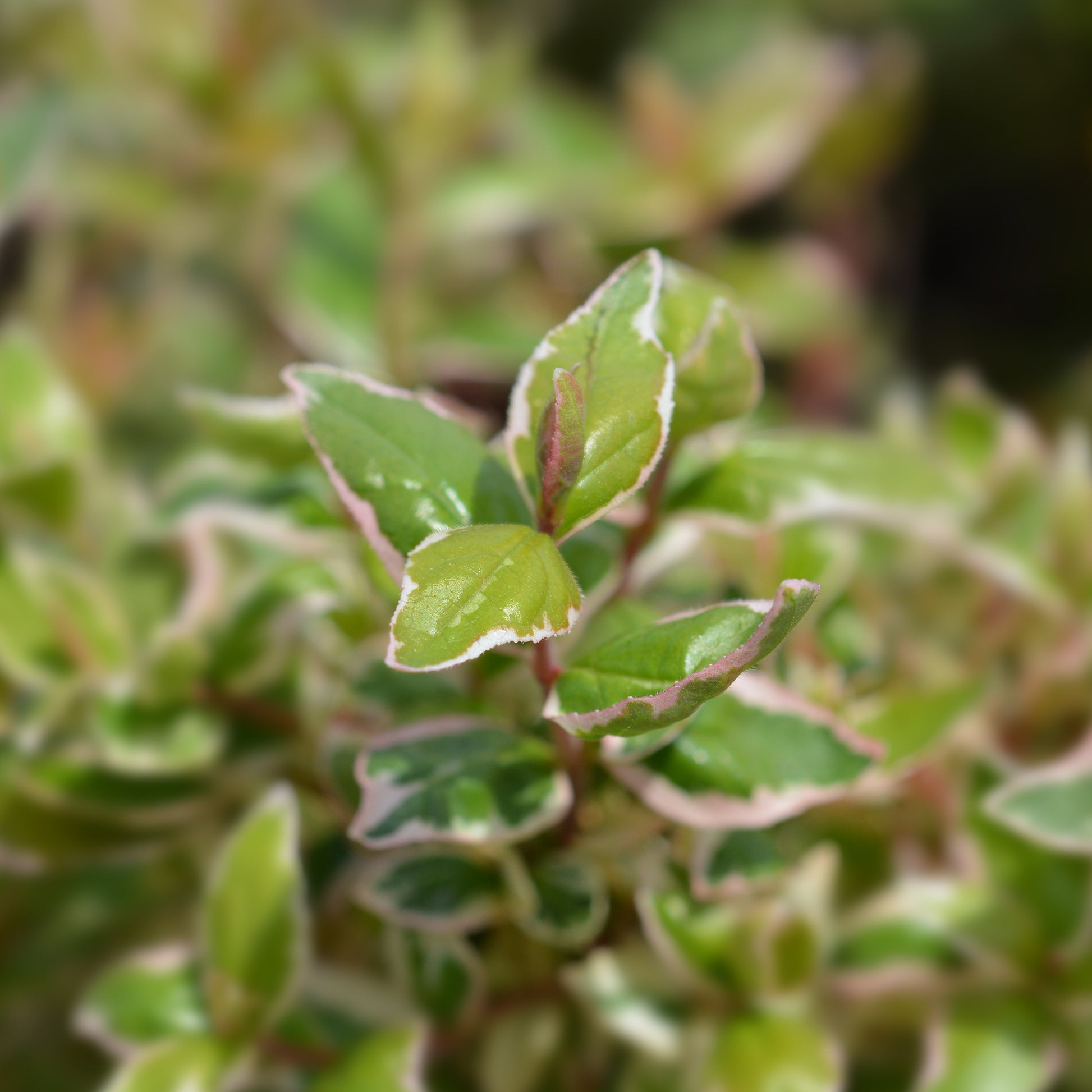 Abélia - Abélia à grandes fleurs Magic Daydream® - Abelia grandiflora Magic Daydream ®