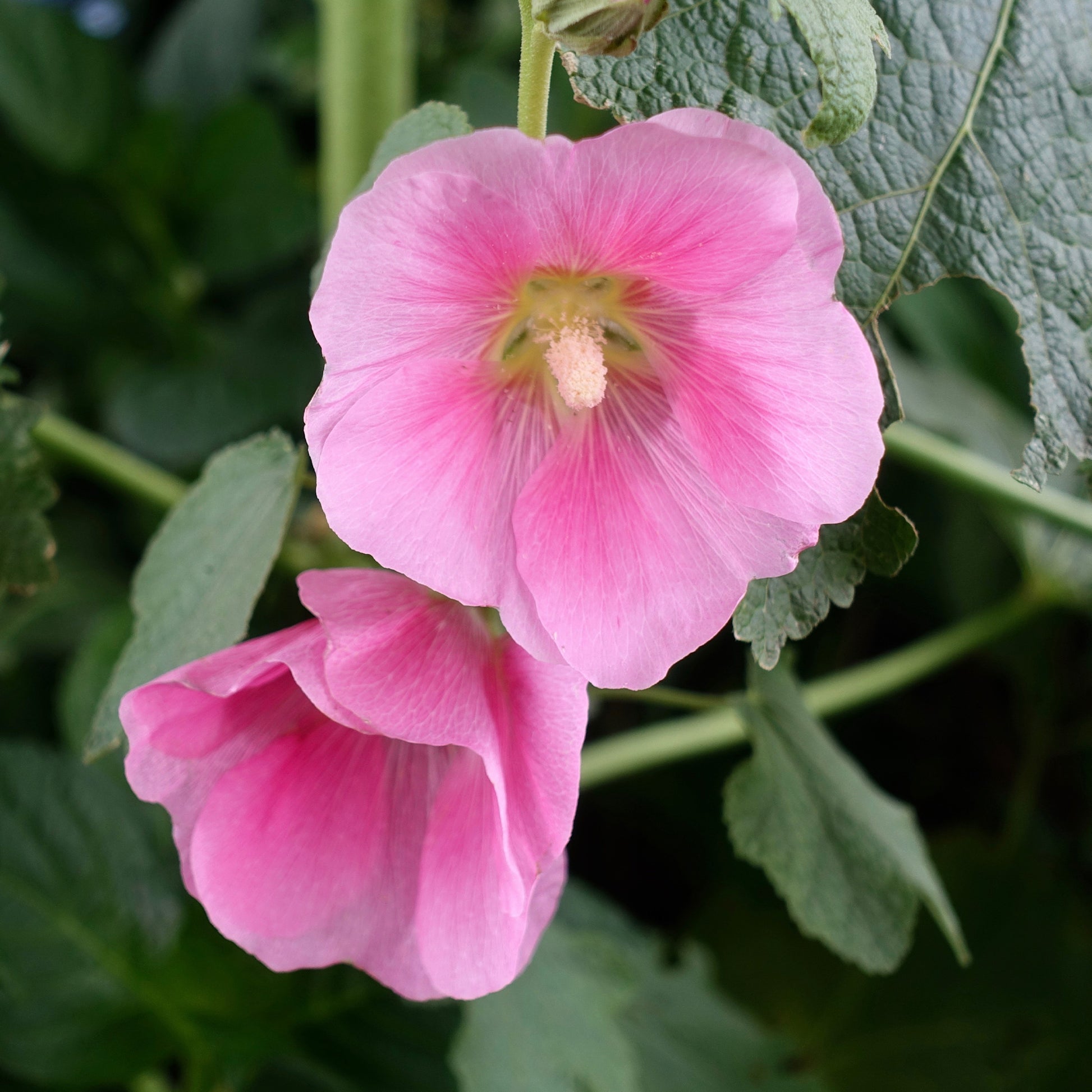 Rose trémière - Alcea rosea - Bakker