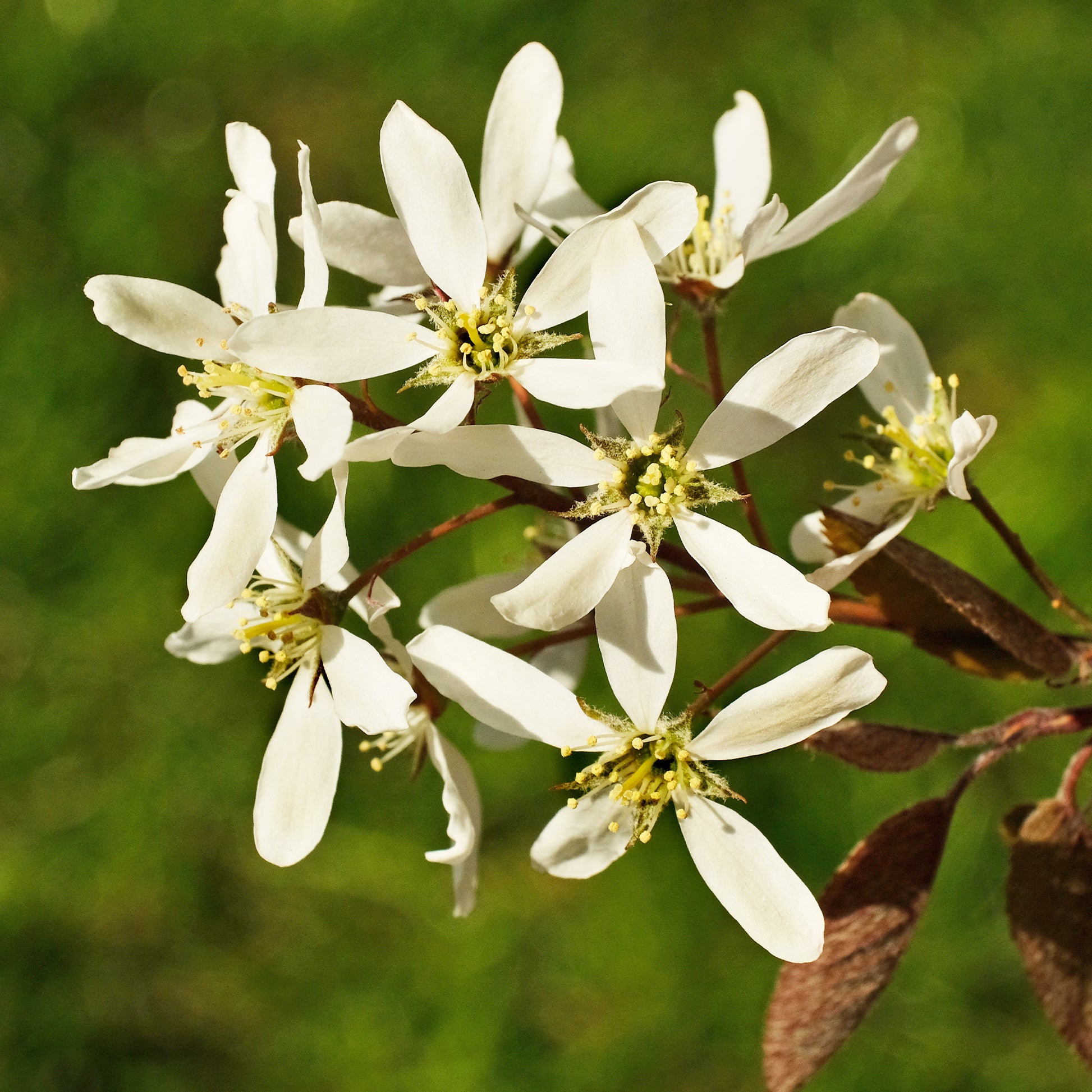 Amélanchier du Canada - Amelanchier canadensis - Bakker