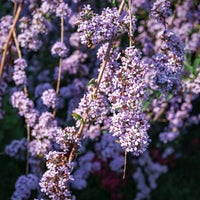 Arbre à papillons à feuilles alternes - Buddleja alternifolia - Bakker