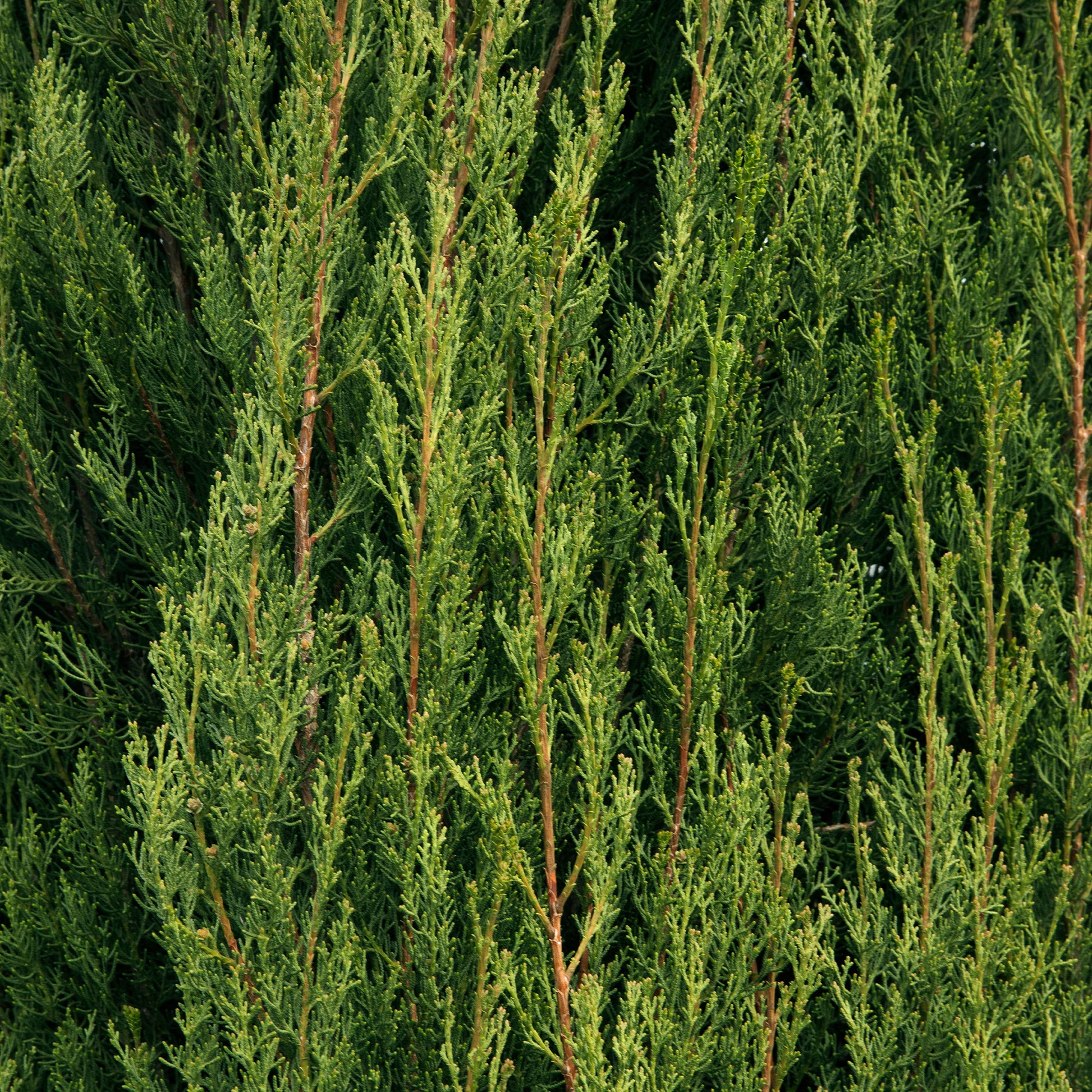 Cupressus sempervirens Stricta/ Cyprès dItalie - Cupressus sempervirens Stricta - Bakker