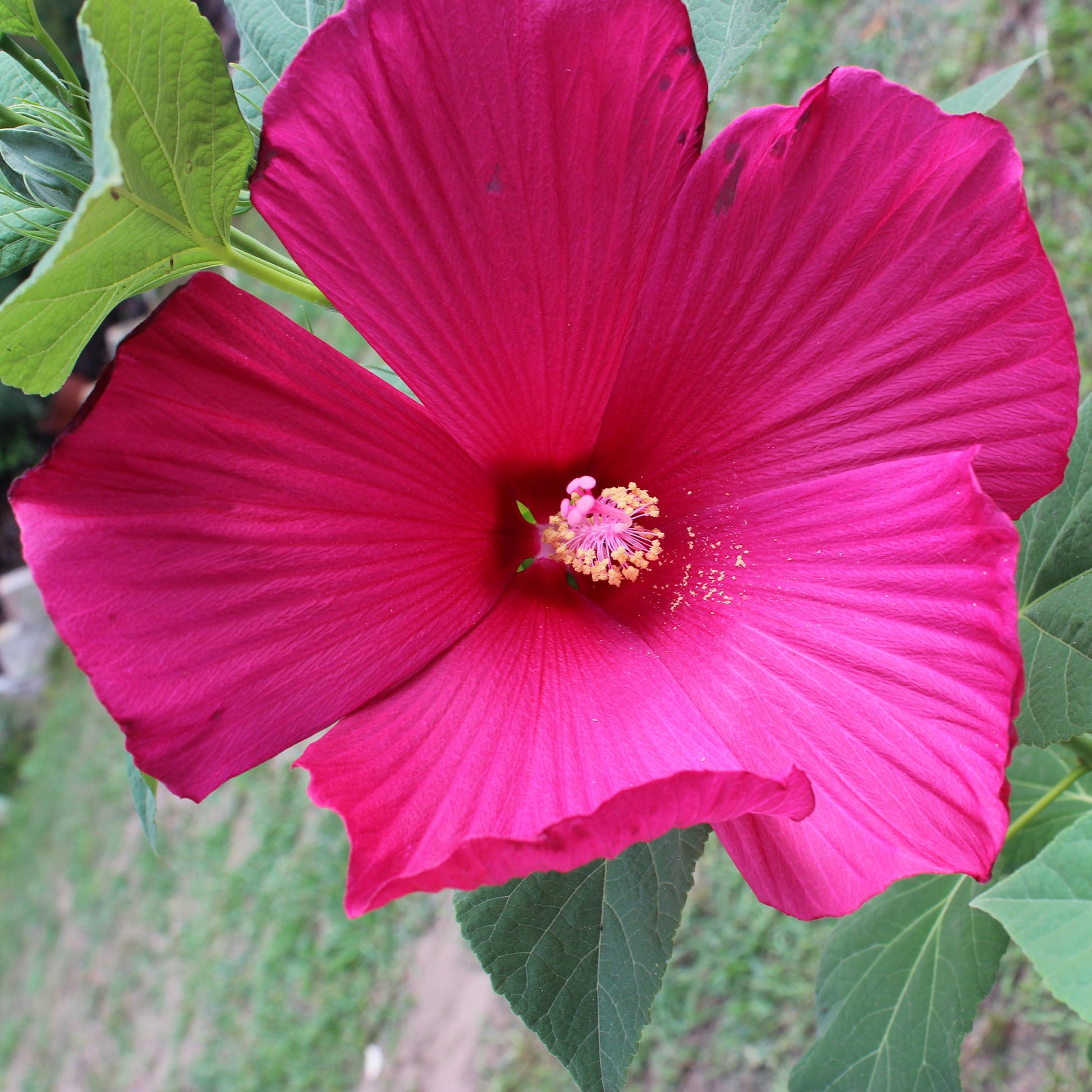 Hibiscus des marais - Bakker