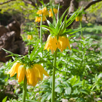 Fritillaria imperialis - Couronne impériale jaune - Bulbes de Fritillaria