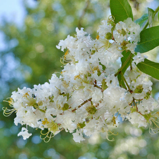 Lilas des indes Natchez - Bakker