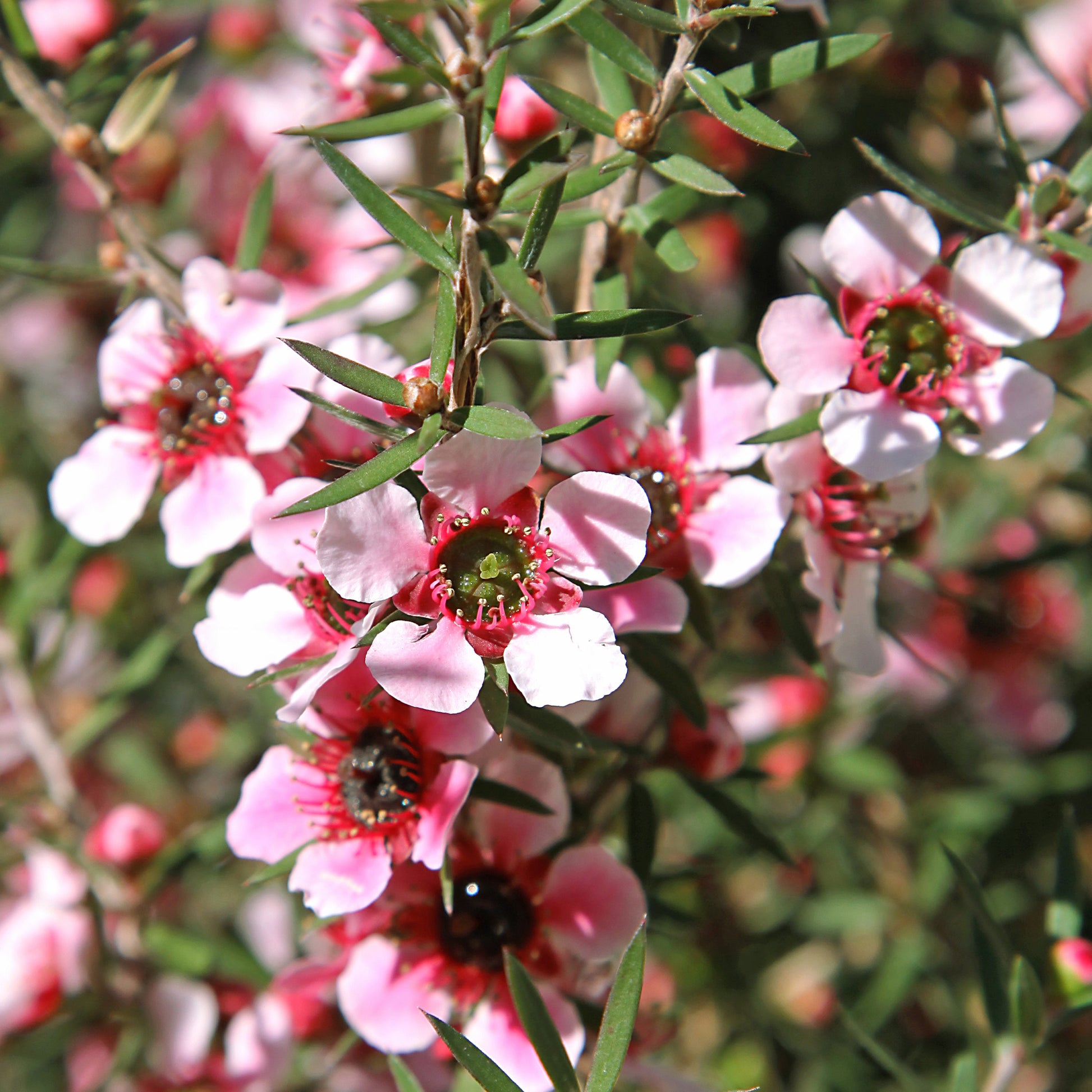 Leptospermum scoparium Martinii - Arbre à thé Martini - Buissons fleuris