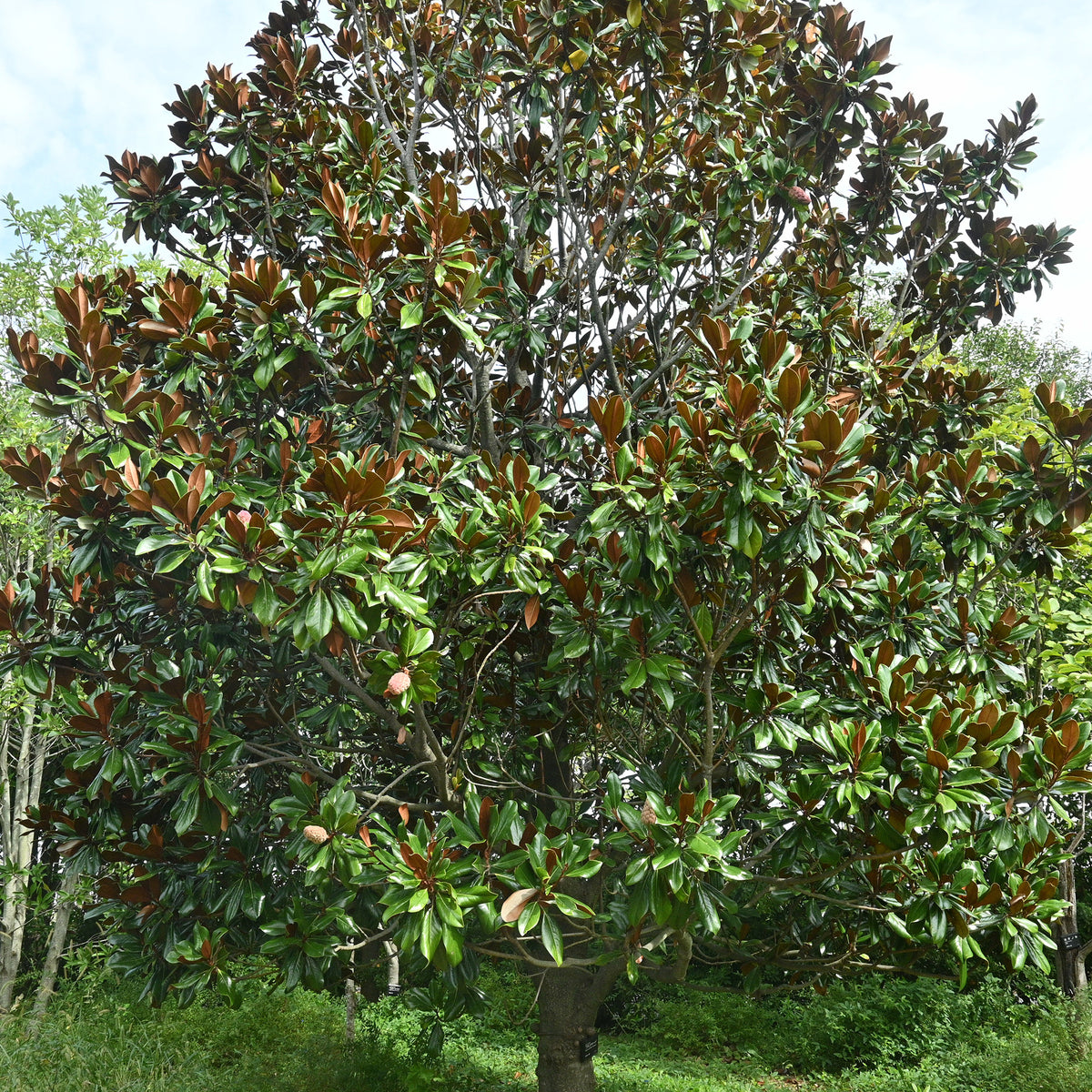 Magnolia grandiflora - Magnolia à grandes fleurs - Magnolia