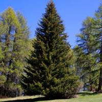 Picea abies - Epicéa commun - Conifères