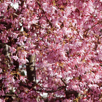 Cerisier à fleur du Japon nain Paean - Prunus incisa Paean - Bakker