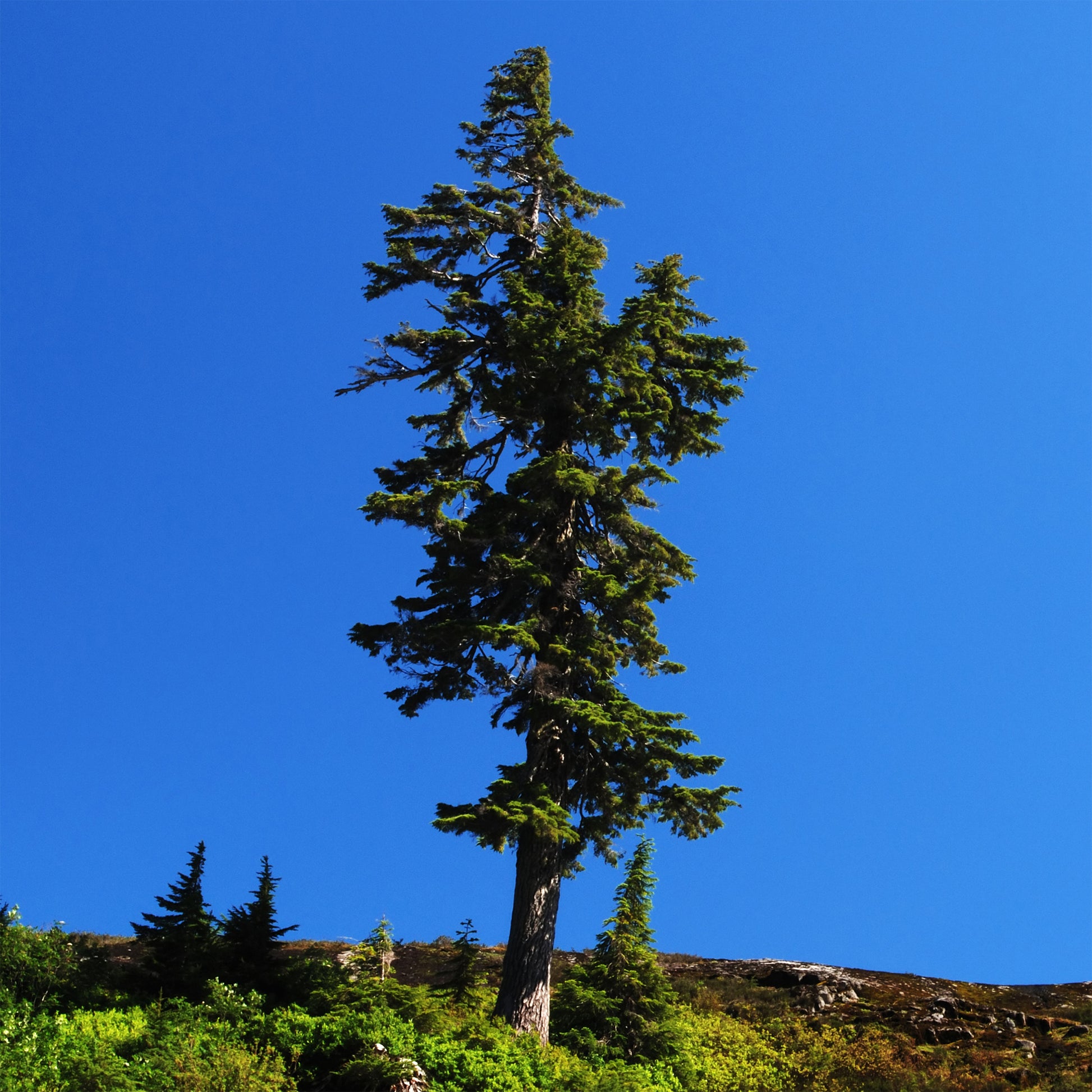 Sapin de Douglas - Pseudotsuga menziesii - Bakker