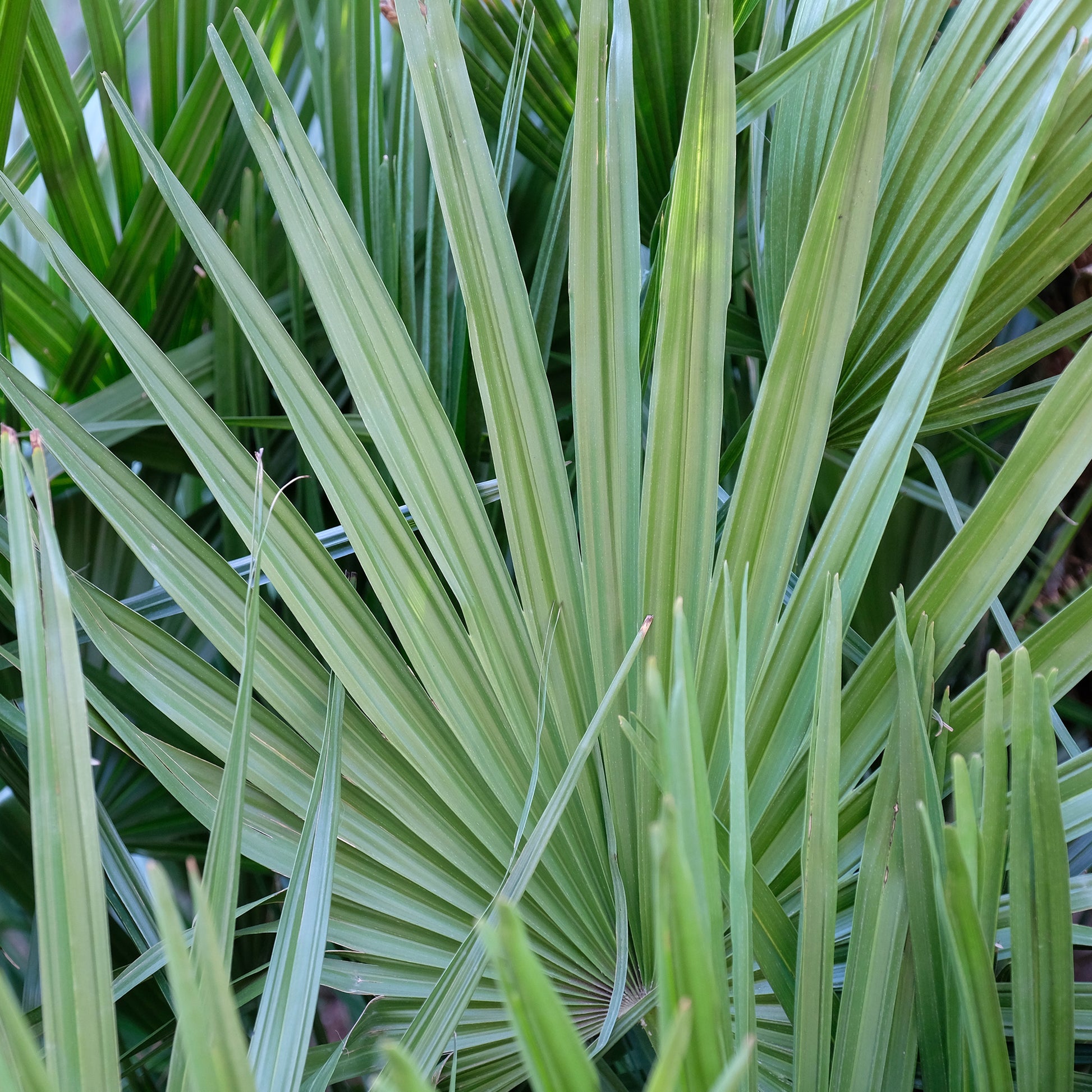 Sabal nain - Palmer nain à feuilles éventail - Sabal minor - Bakker