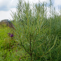 Saule drapé - Saule à feuilles dargousier - Bakker