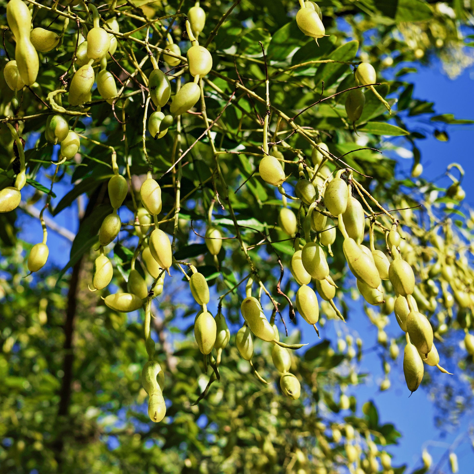 Sophora du Japon - Sophora japonica - Bakker