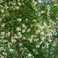 Sophora japonica - Sophora du Japon - Arbres