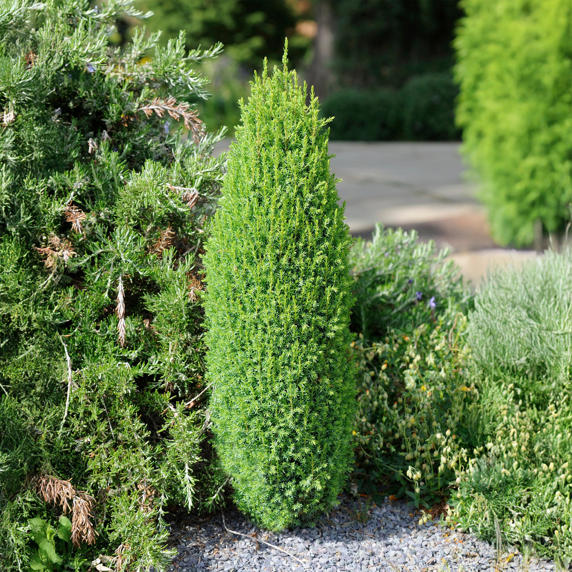 Genévrier commun Sentinel - Juniperus communis Sentinel - Bakker