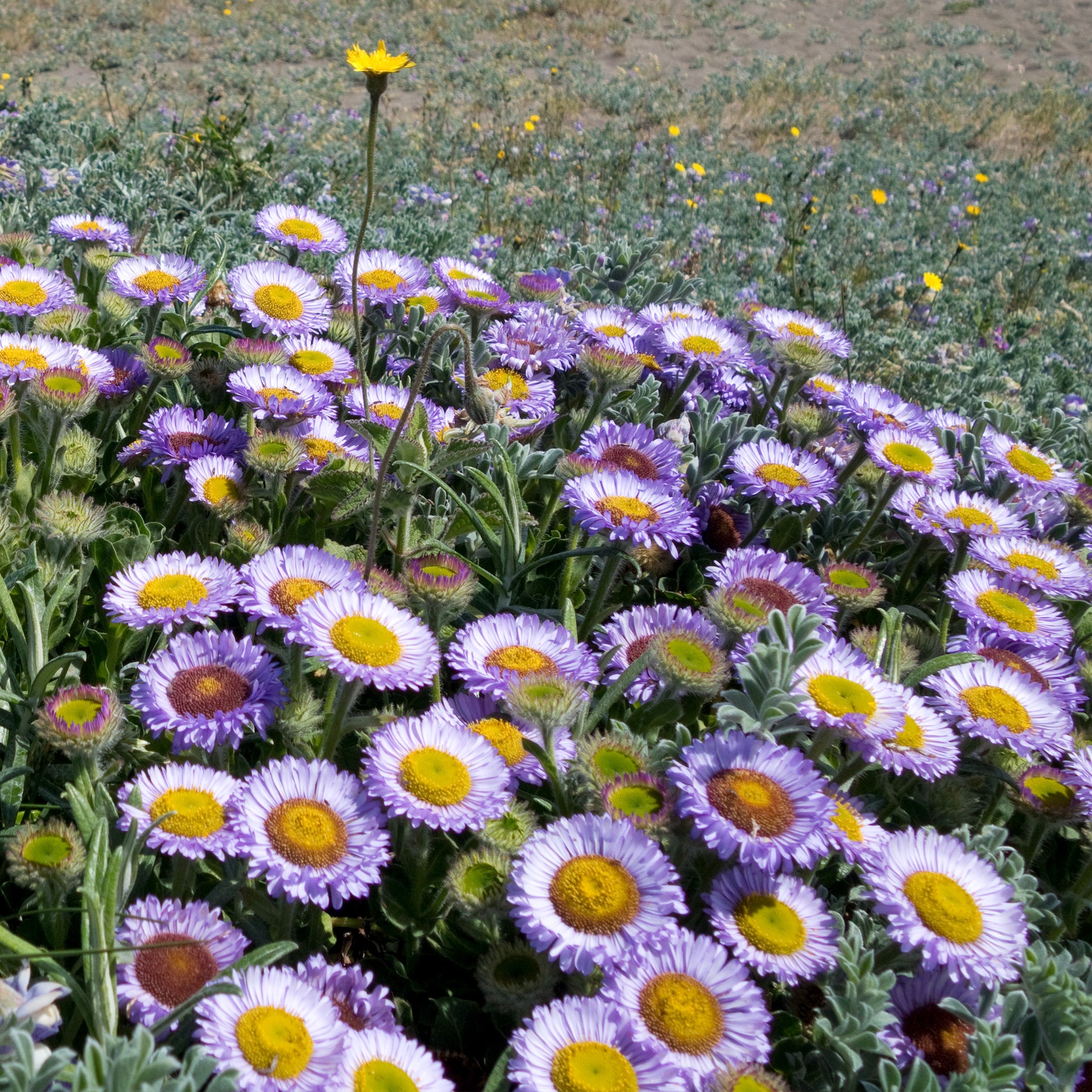 Vergerette à feuilles glauques - Erigeron glaucus - Bakker