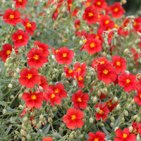 Hélianthème rouge - Helianthemum red - Bakker