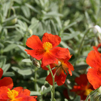 Hélianthème Tomato Red - Helianthemum Tomato Red - Bakker