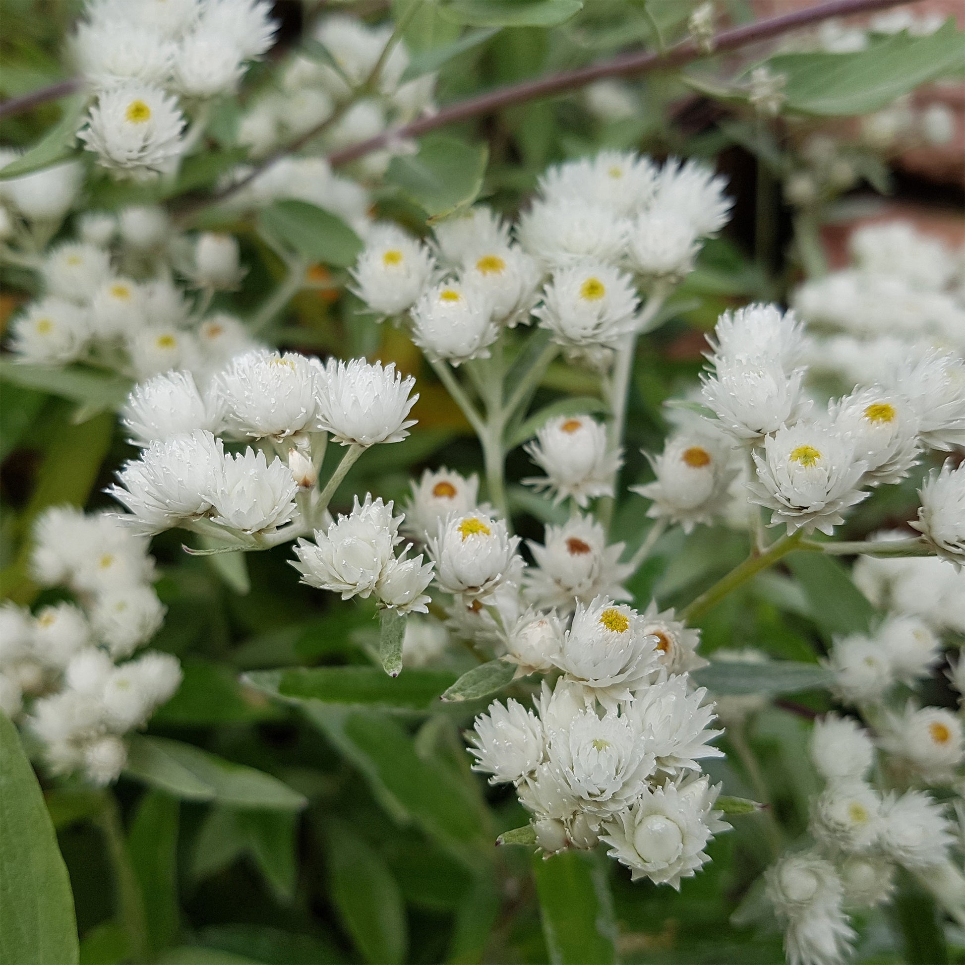 Immortelle d'argent Neuschnee - Anaphalis margaritacea neuschnee - Bakker