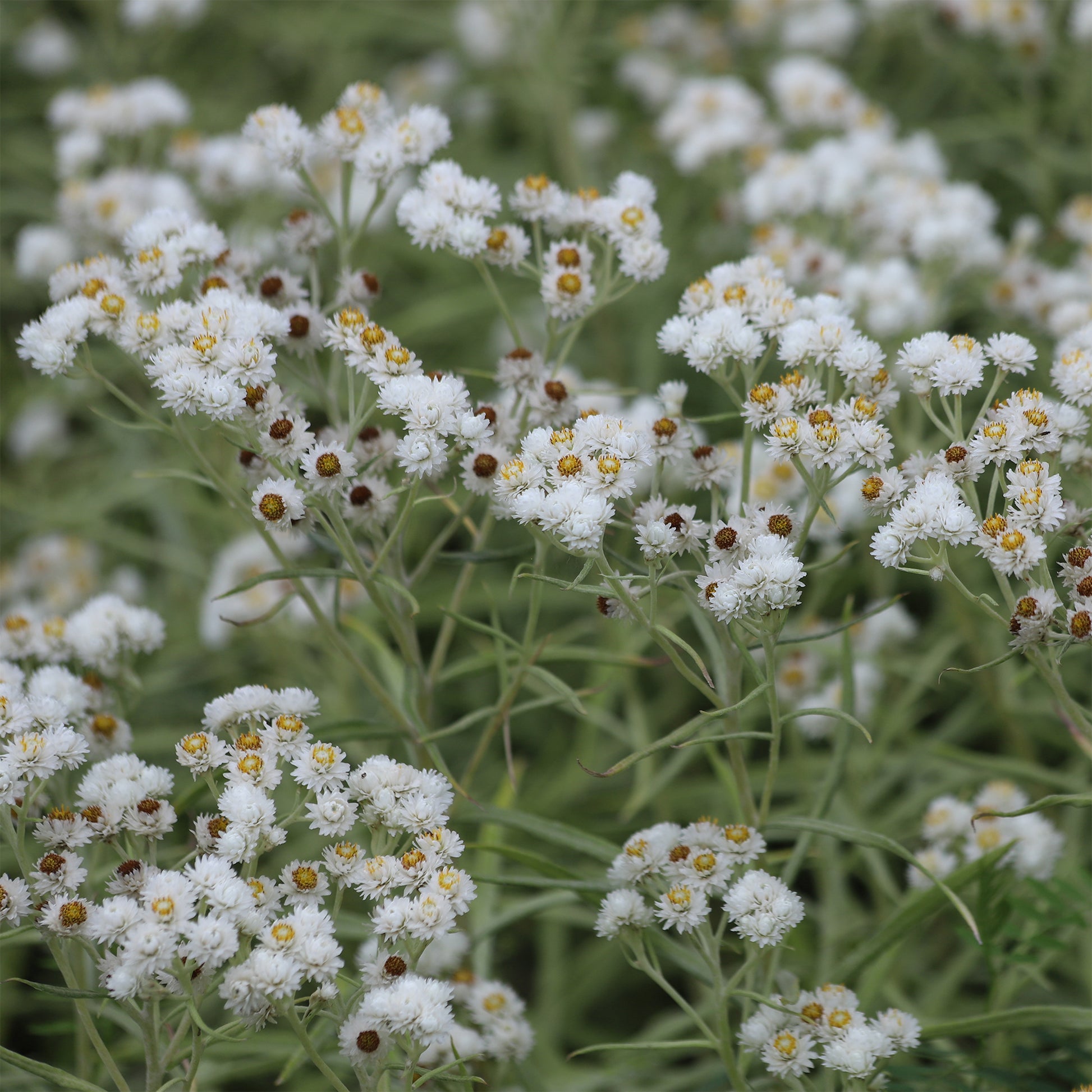 Immortelle d'argent Neuschnee - Bakker