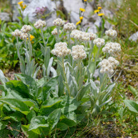 Bouton d'argent des Alpes - Bakker