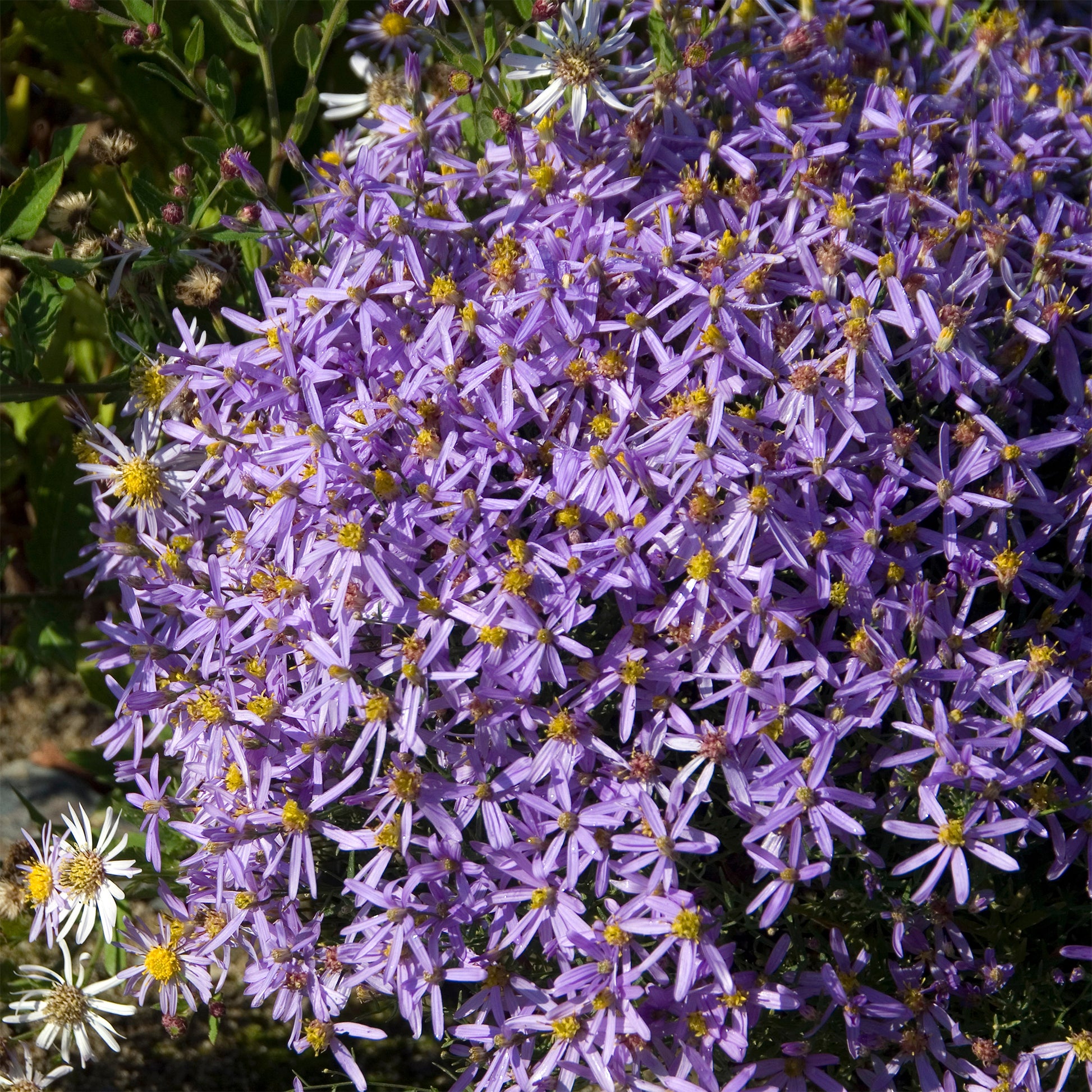 Aster sedifolius Nanus - Aster nain à feuilles de sedum  - Aster