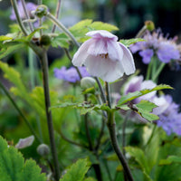 Anémone du Japon Ruffled Swan - Anemone Ruffled Swan - Bakker