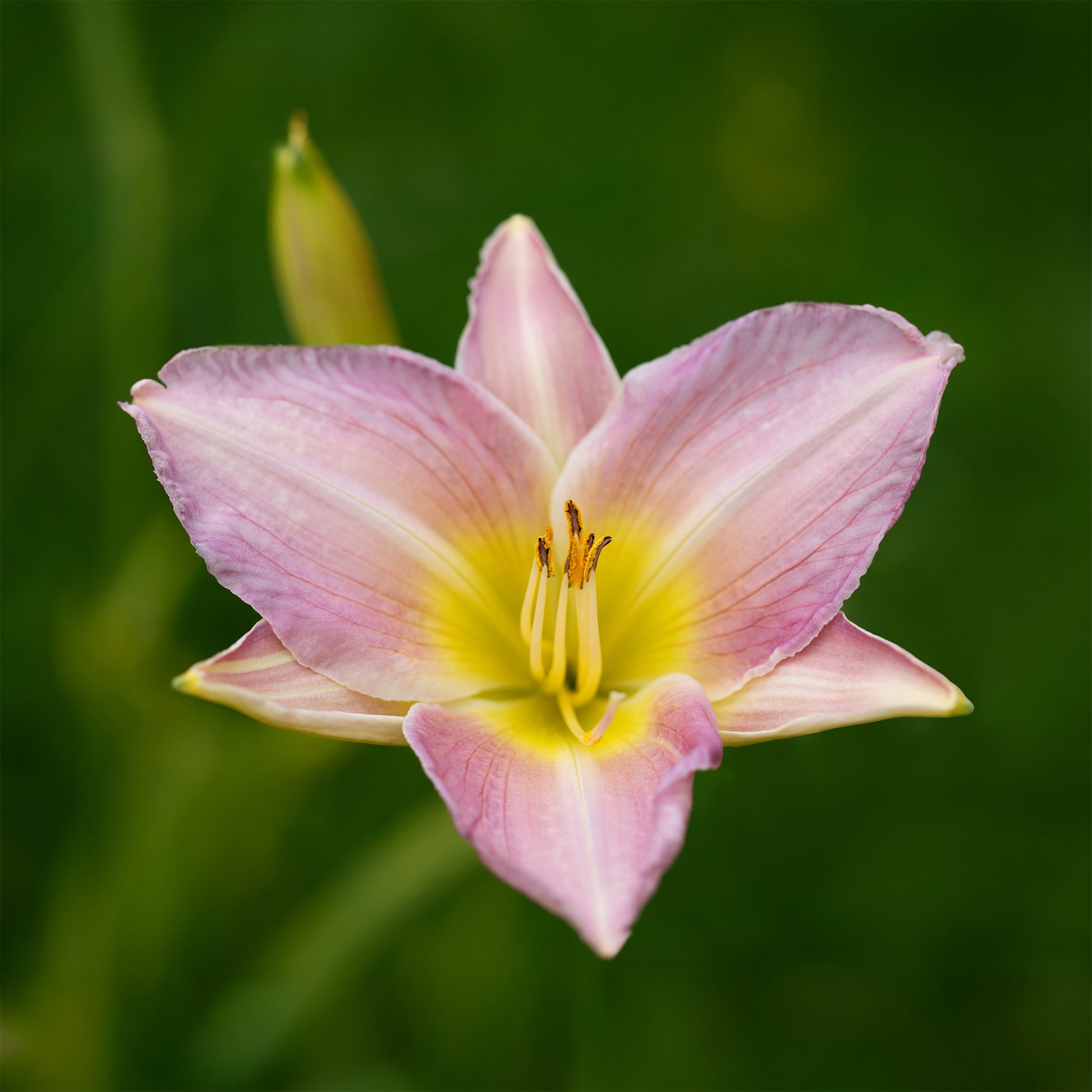 Hémérocalle Catherine Woodbury - Lys d'un jour - Hemerocallis Catherine woodbury - Bakker