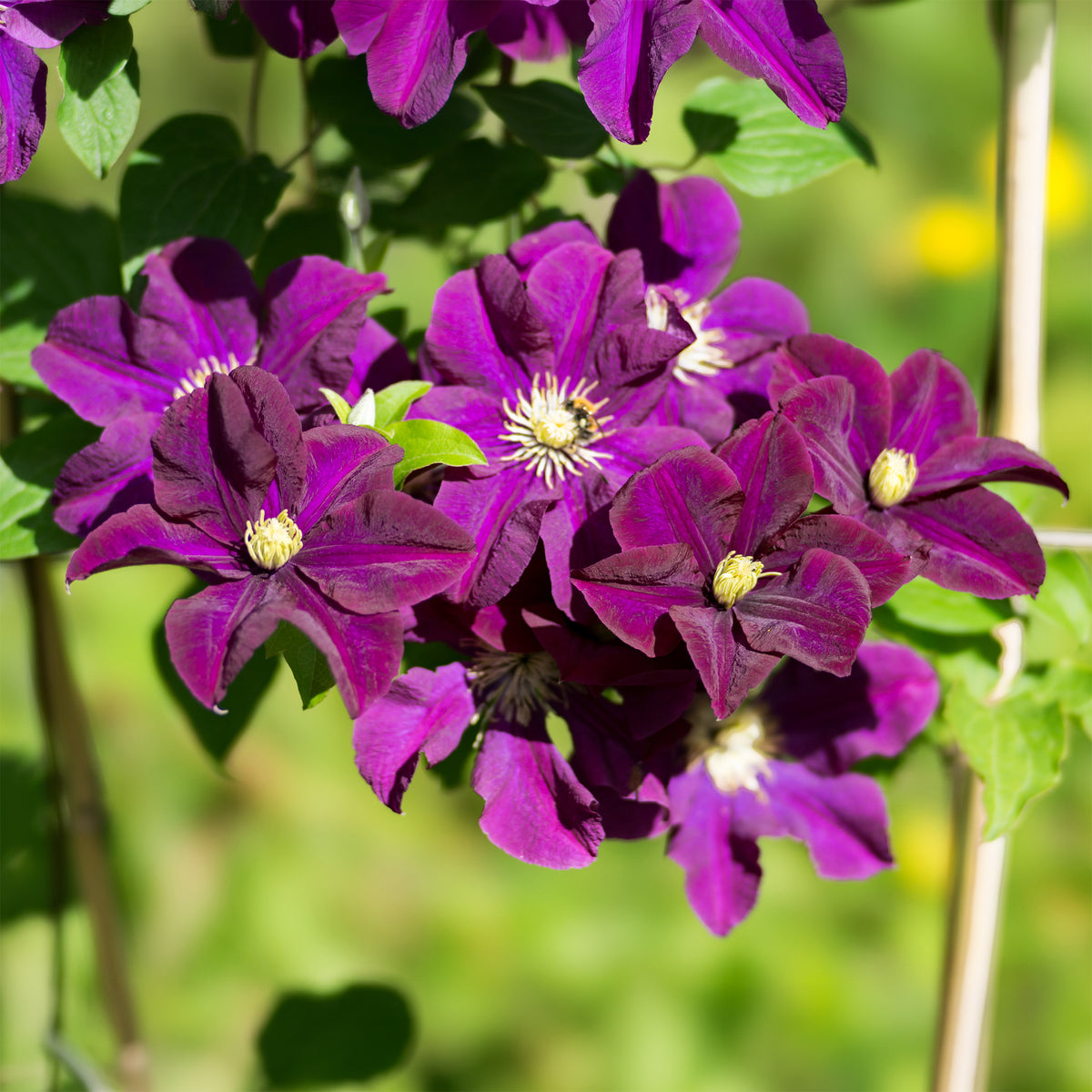 Clematis Warszawska Nike - Clématite 'Warszawska Nike' - Clématite