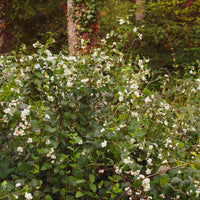 Symphorine White Hedge - Symphoricarpos doorenbosii White Hedge - Bakker