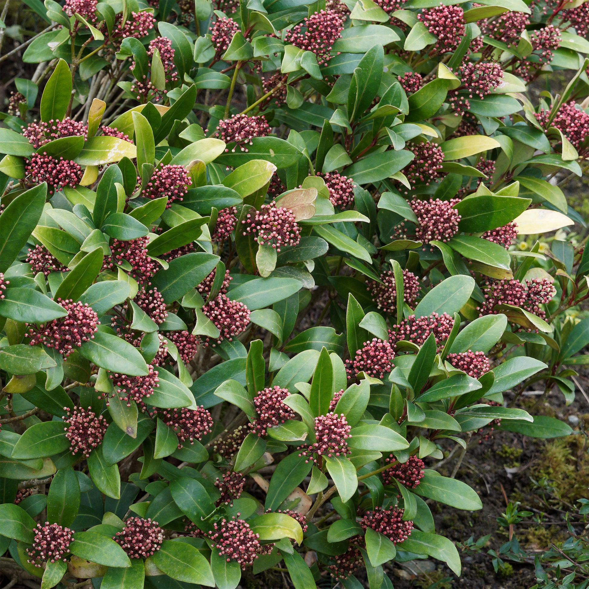 Skimmia du Japon Rubella - Skimmia japonica Rubella - Bakker