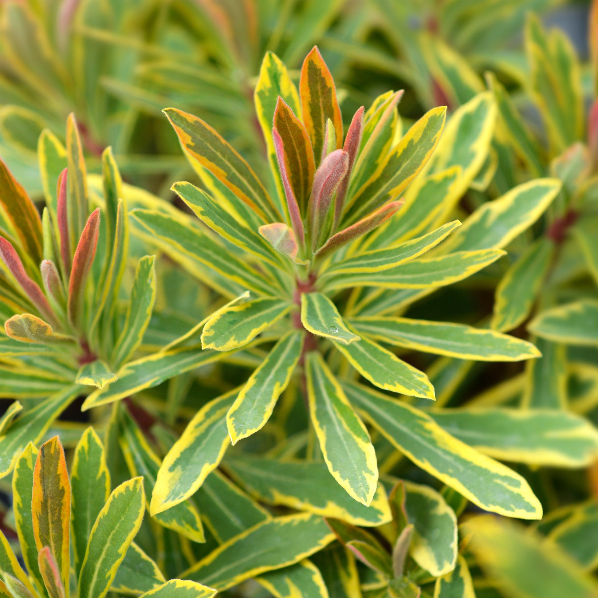 Euphorbia martinii Ascot Rainbow ® - Euphorbe de Martin Ascot rainbow ® - Euphorbe