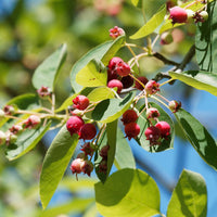 Amélanchier des Bois - Amelanchier rotundifolia - Bakker