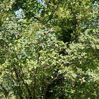 Arbustes fleuris - Amélanchier des Bois - Amelanchier rotundifolia