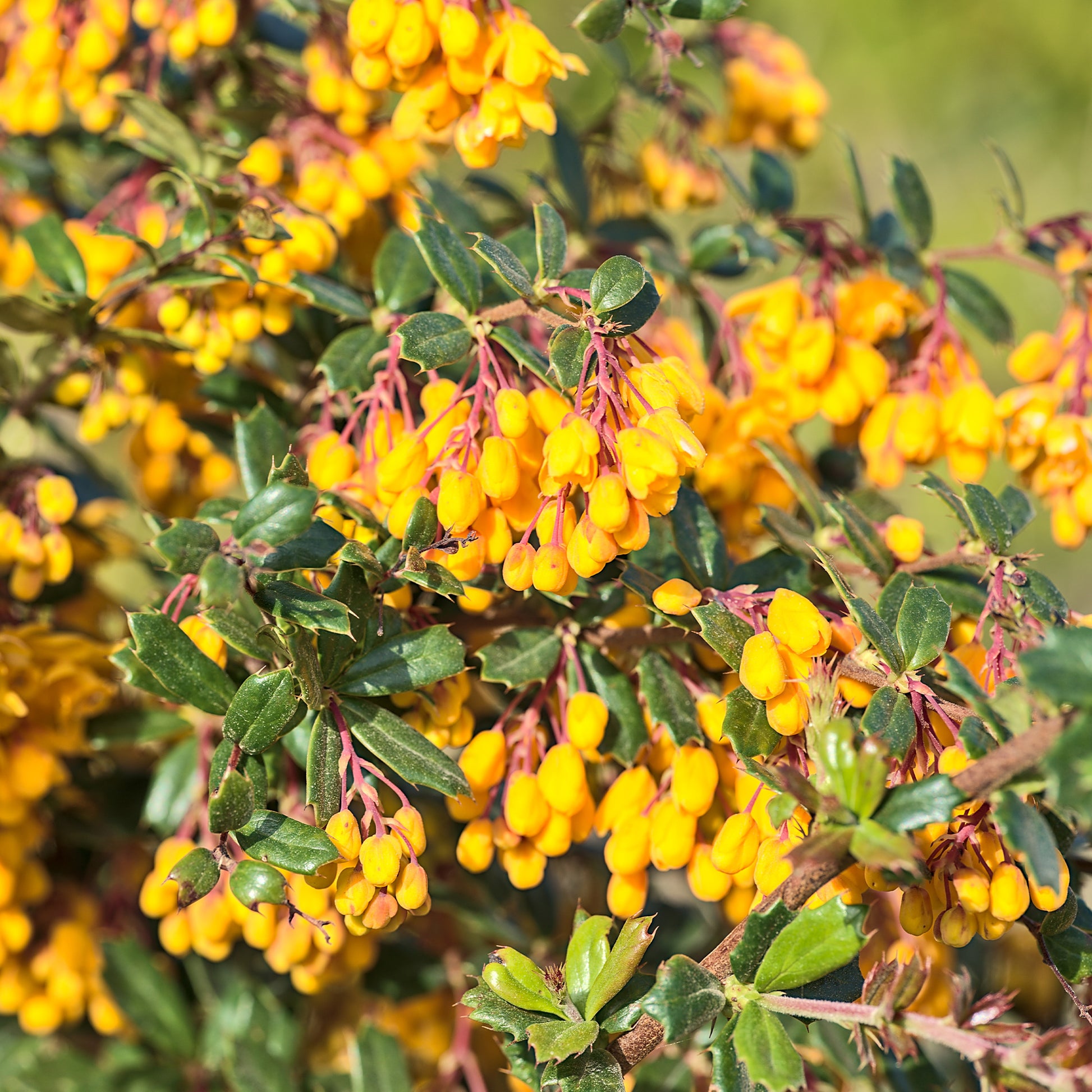 Berberis de Darwin - Bakker