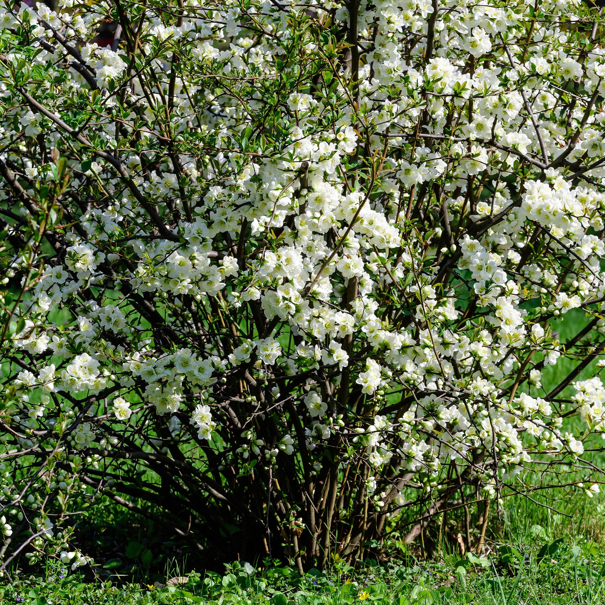 Cognassier du Japon Jet Trail Blanc - Chaenomeles superba Jet Trail - Bakker