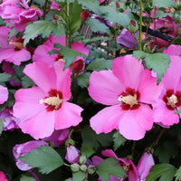 Hibiscus Flower Tower Ruby ® - Bakker