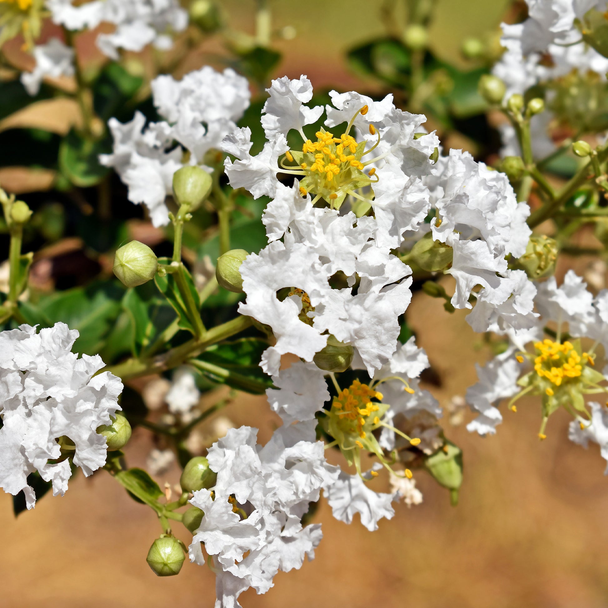 Lilas des Indes With Love® Virgin - Lagerstroemia indica With Love Virgin® - Bakker