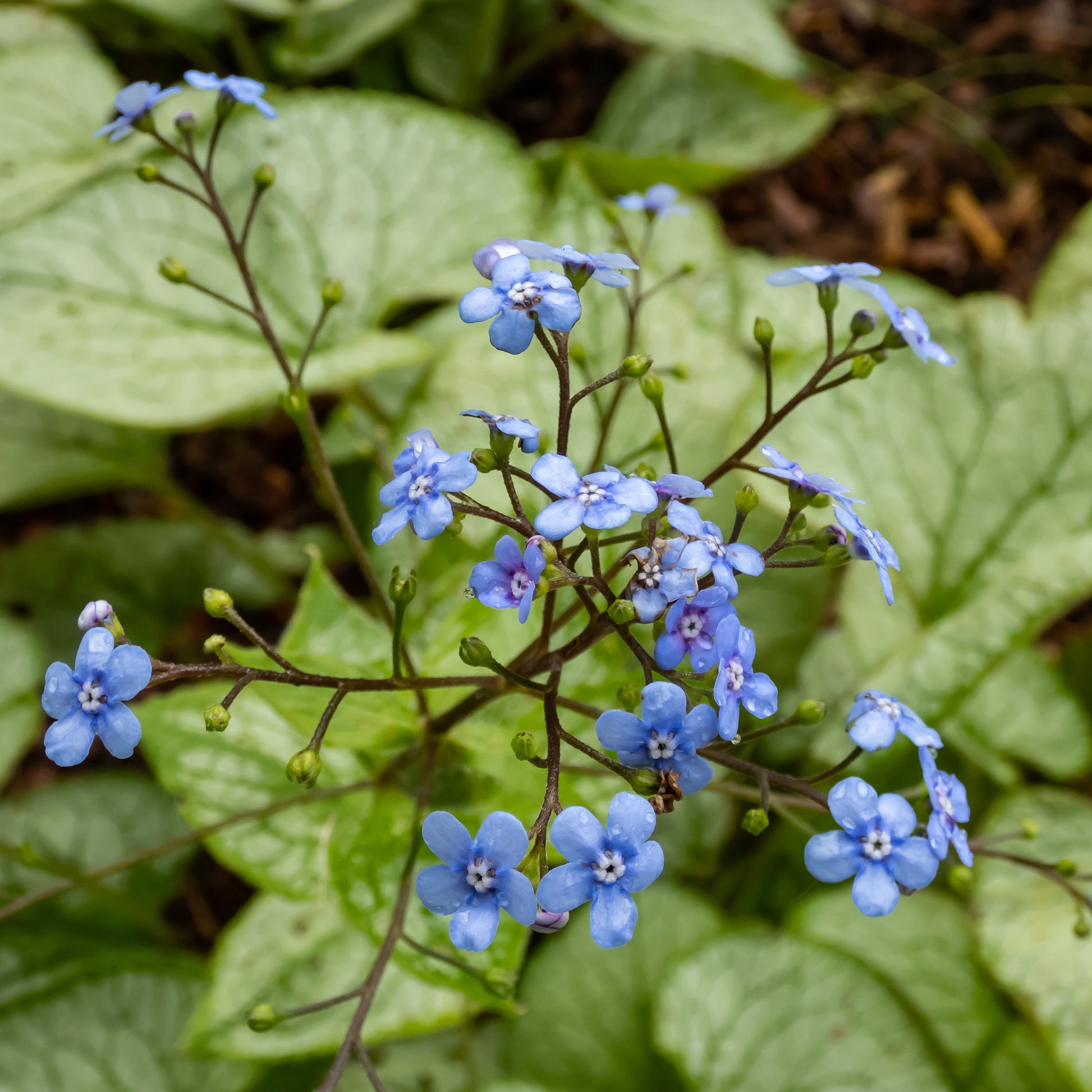 Brunnera macrophylla jack frost - Myosotis du Caucase 'Jack Frost' - Plantes vivaces