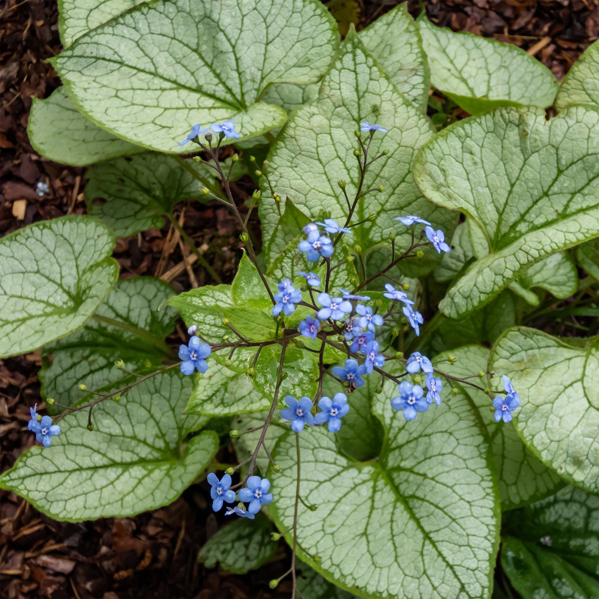 Myosotis du Caucase 'Jack Frost' - Brunnera macrophylla jack frost - Bakker