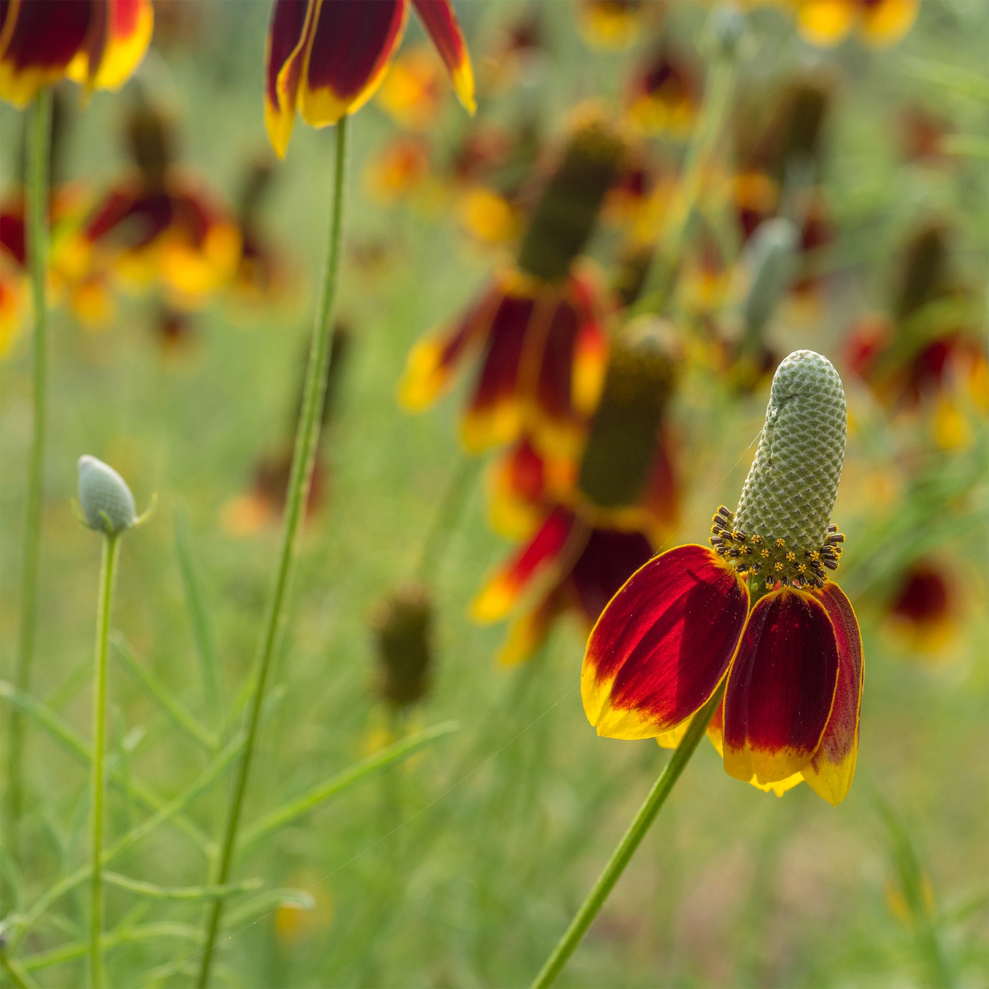 Ratibida columnifera Pulcherrima - Bakker