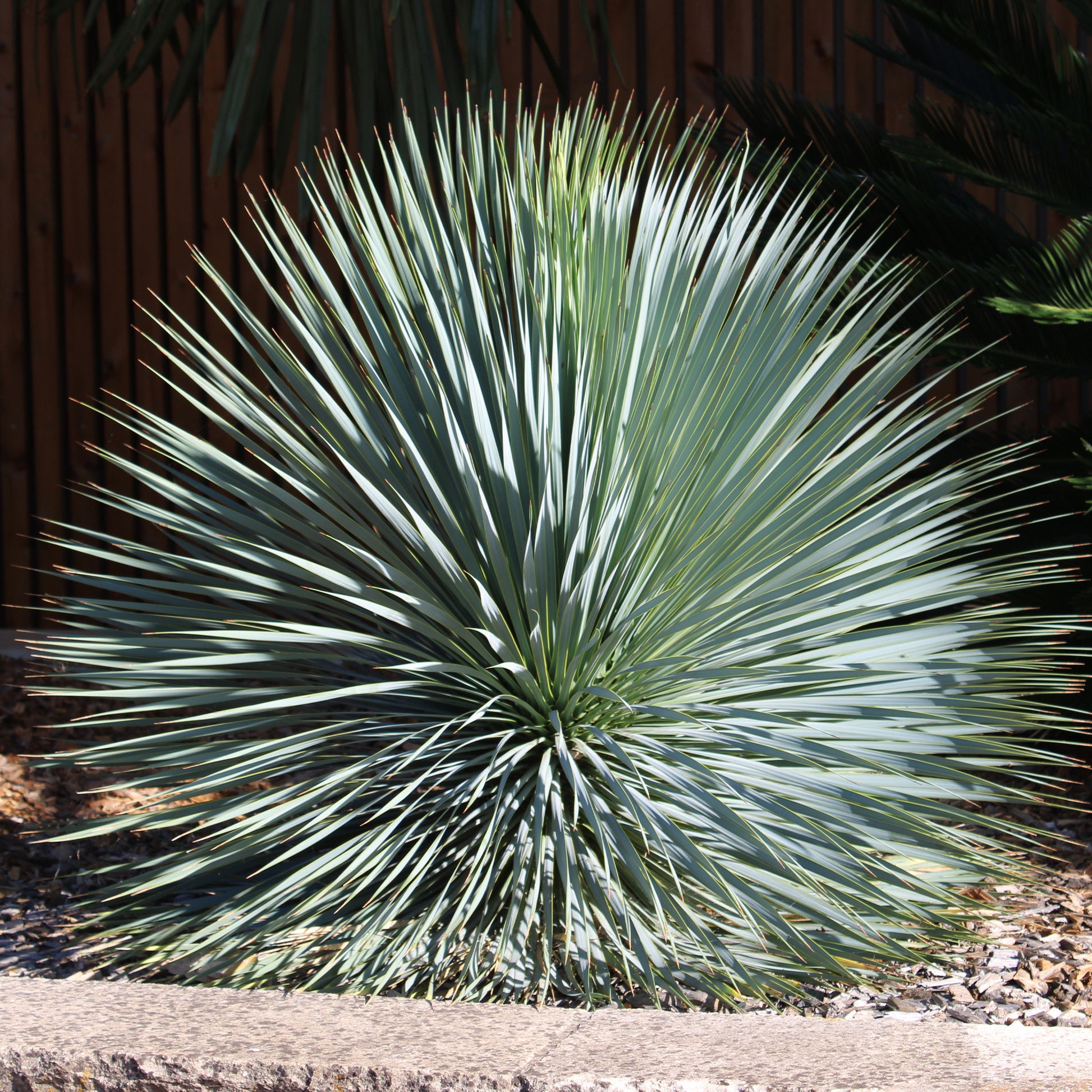 Yucca bleu - Bakker