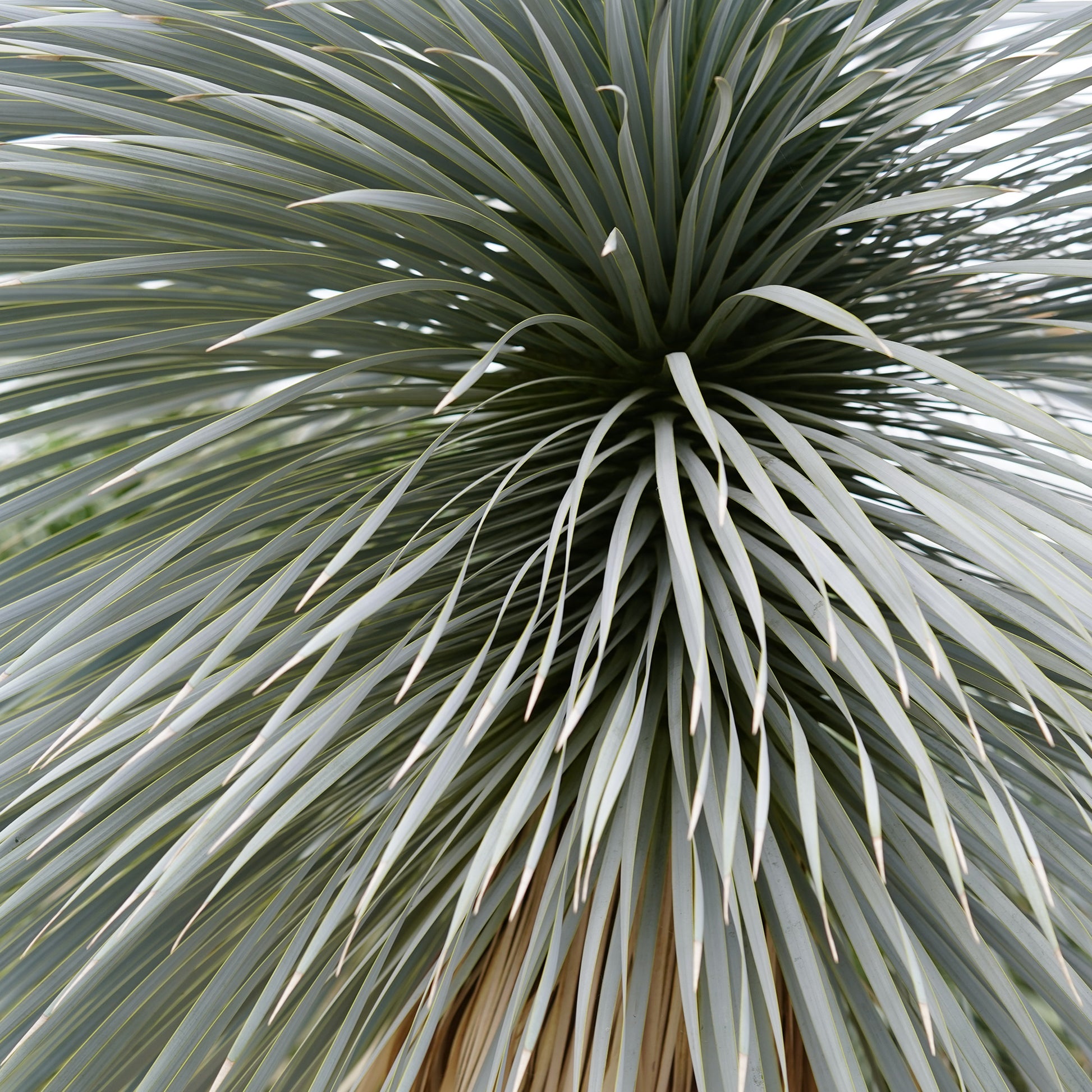 Yucca bleu - Yucca rostrata - Bakker