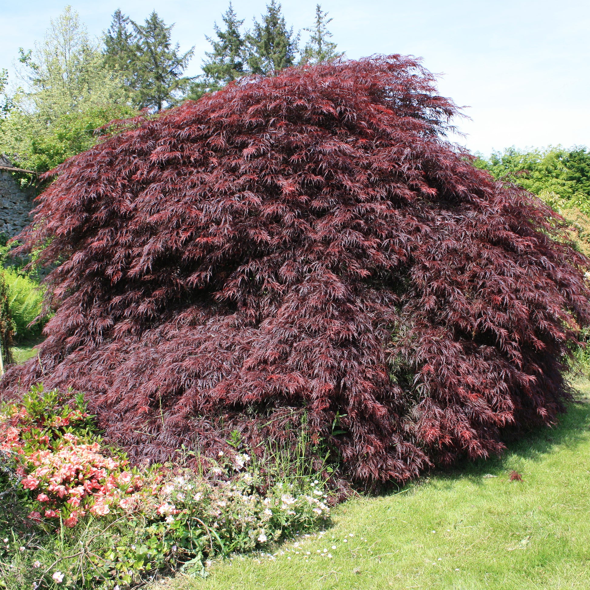 Érable du Japon 'Dissectum Garnet' - Bakker