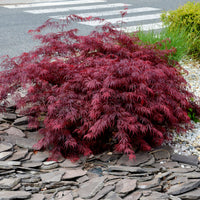 Vente Érable du Japon 'Dissectum Garnet' - Acer palmatum dissectum Garnet