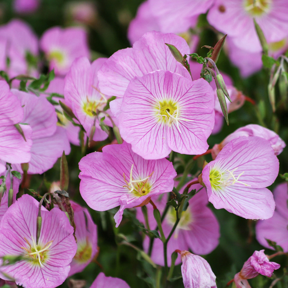 Oenothera speciosa Siskiyou Pink - 2 Oenothères roses Siskiyou Pink - Plantes vivaces