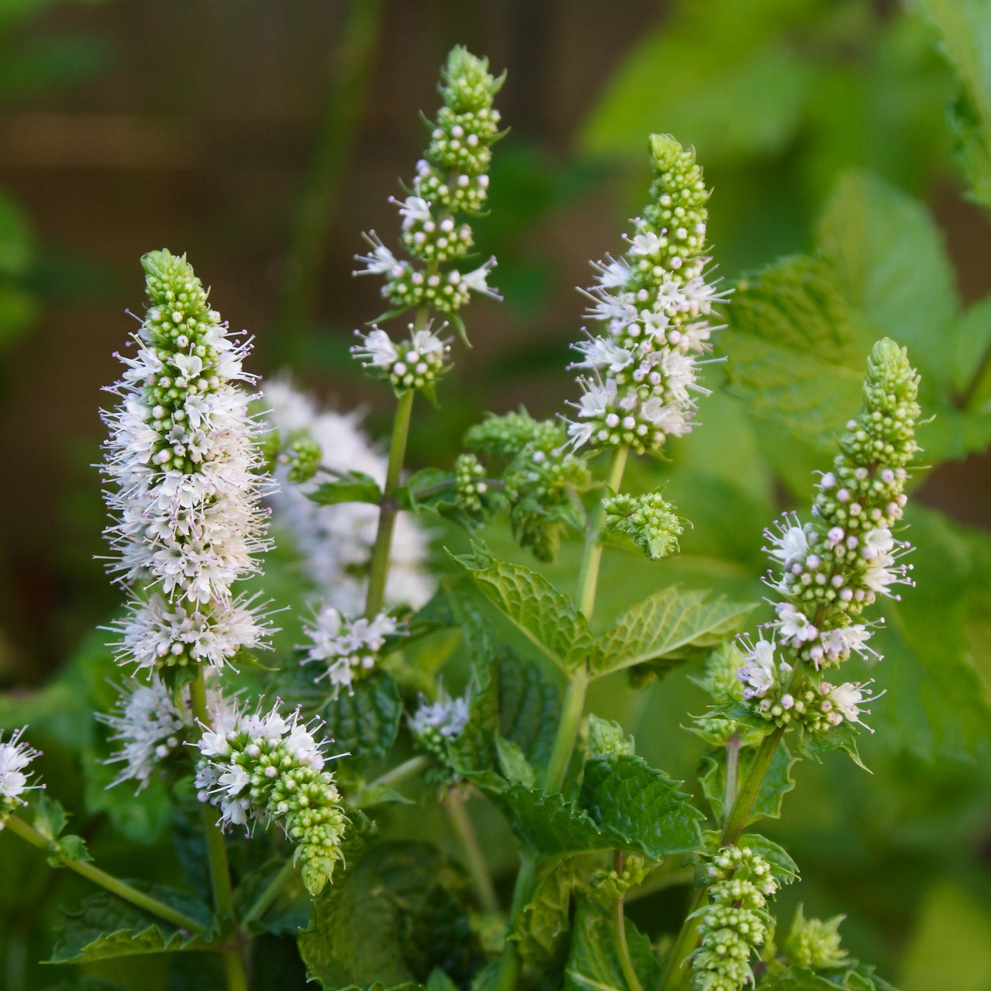Menthe - Menthe marocaine 'Maroccan' - Mentha spicata