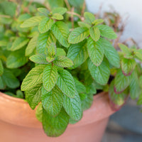 Mentha spicata - Menthe marocaine 'Maroccan' - Menthe