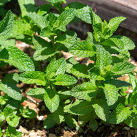Menthe marocaine 'Maroccan' - Bakker